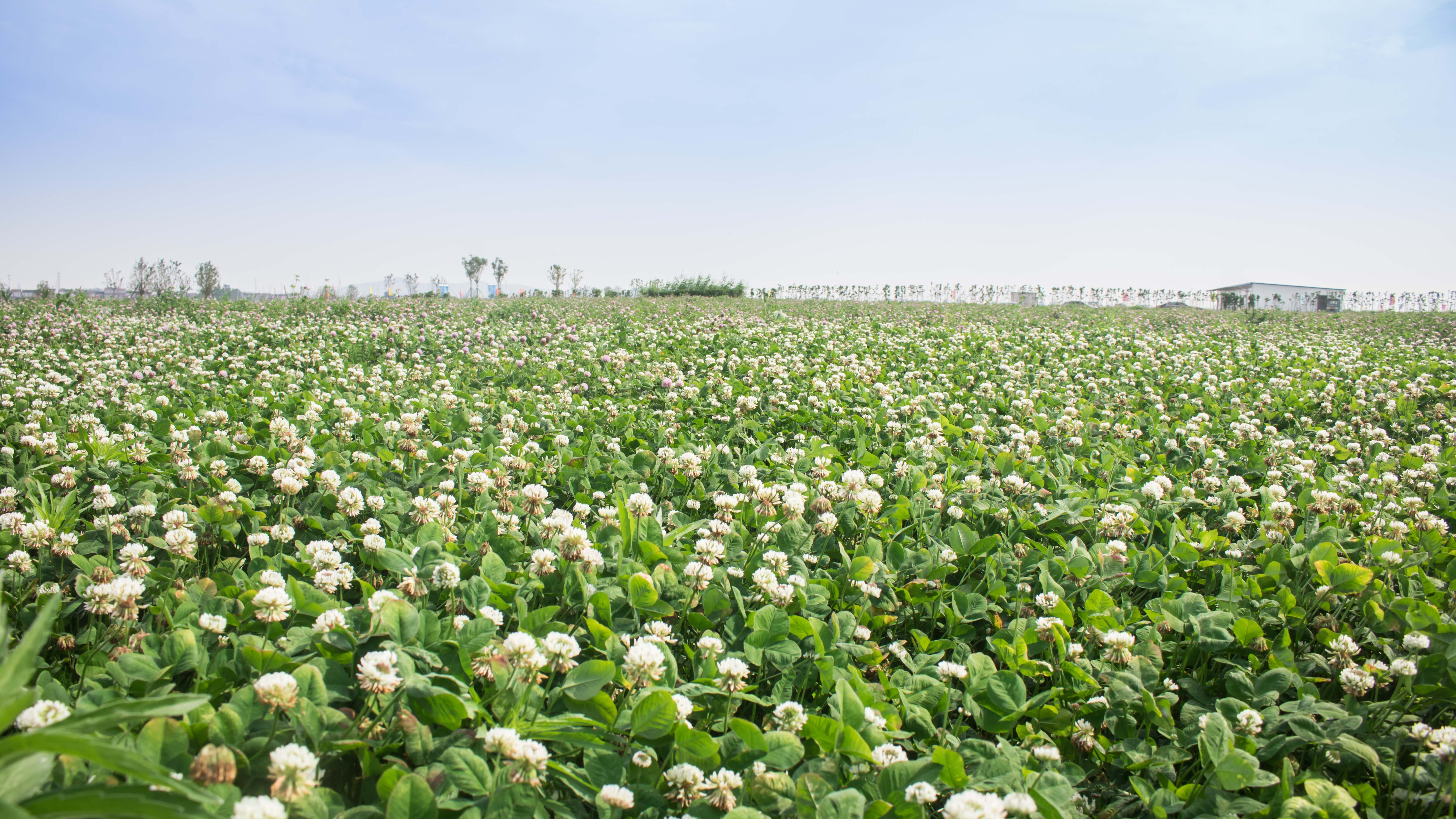 江南水乡长荡湖,烟雨江南湖中美景