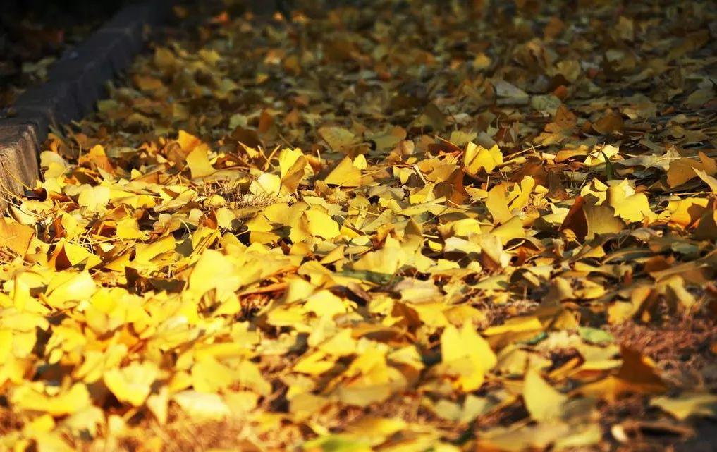 清凉寨丨“枫”景尚好,年会火热预定中!