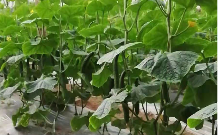 葡萄一年两熟的方法,用什么方法能让葡萄熟得快