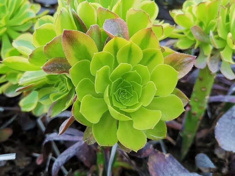 多肉法师韶羞现在能摘心吗,多肉法师欧紫跟韶羞的对比图