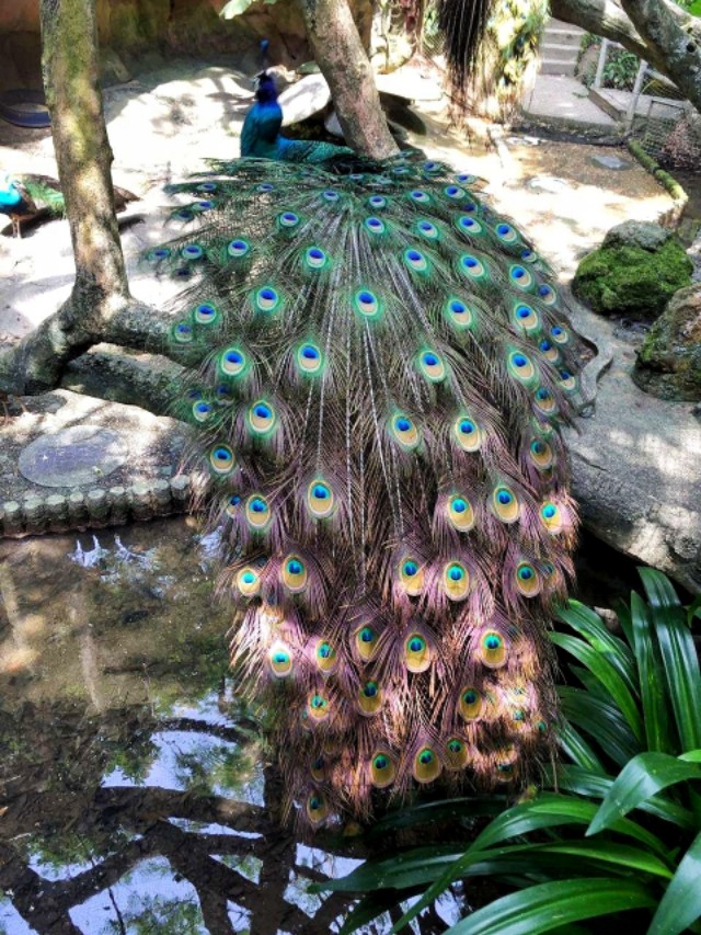 深圳周末好去处大自然,深圳青青世界好玩的景点推荐