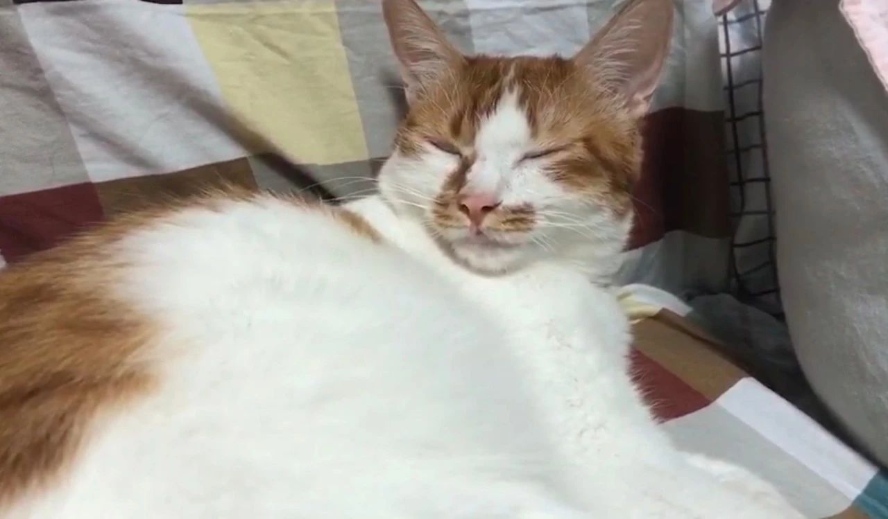 什么情况下猫粮能吃死猫,进口食品需要注意什么