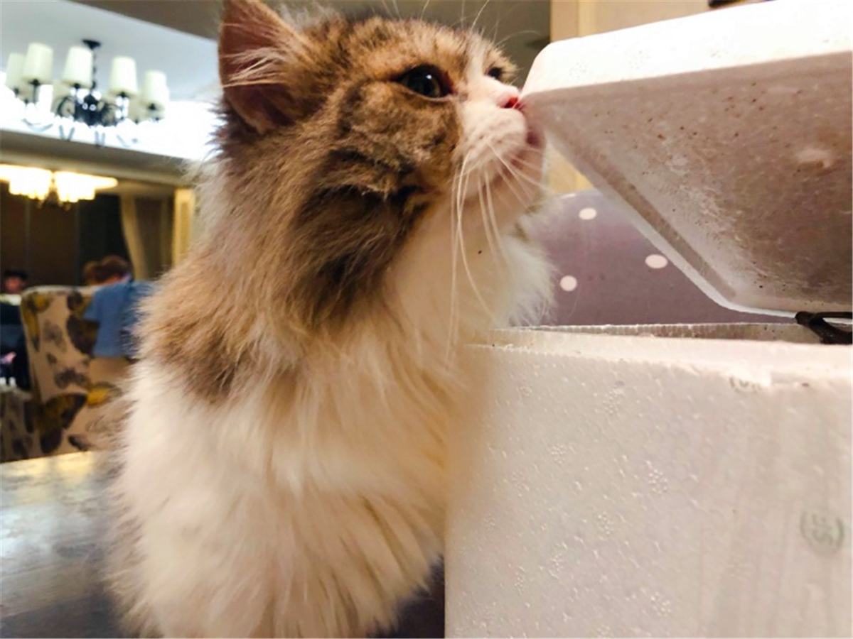 被猫抓伤得了猫抓病,被猫抓伤了可以不打疫苗吗