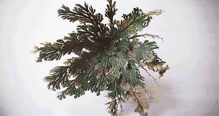 日系面膜推荐,适合干皮的日系面膜