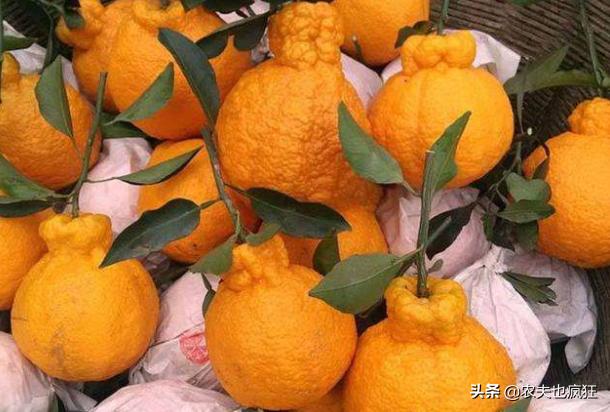 2019丑八怪水果一斤价格,目前最火的网红水果