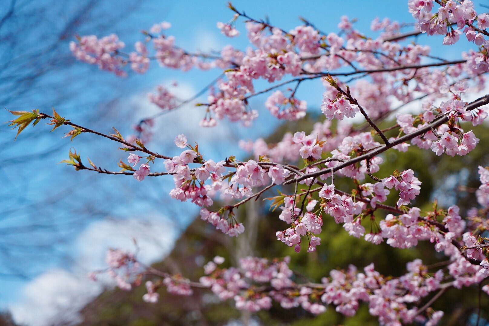 2019日本赏樱最新攻略|大津小众路线私家推荐