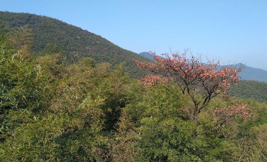 风景秀丽的宜兴竹海,漫步竹林呼吸大自然的清新