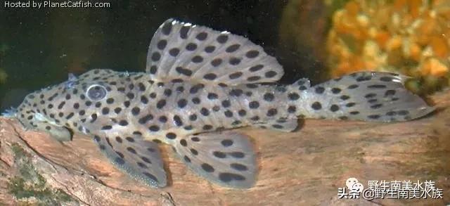 每天认识一种鱼的图片,老鼠斑异型鱼野生和人工区别