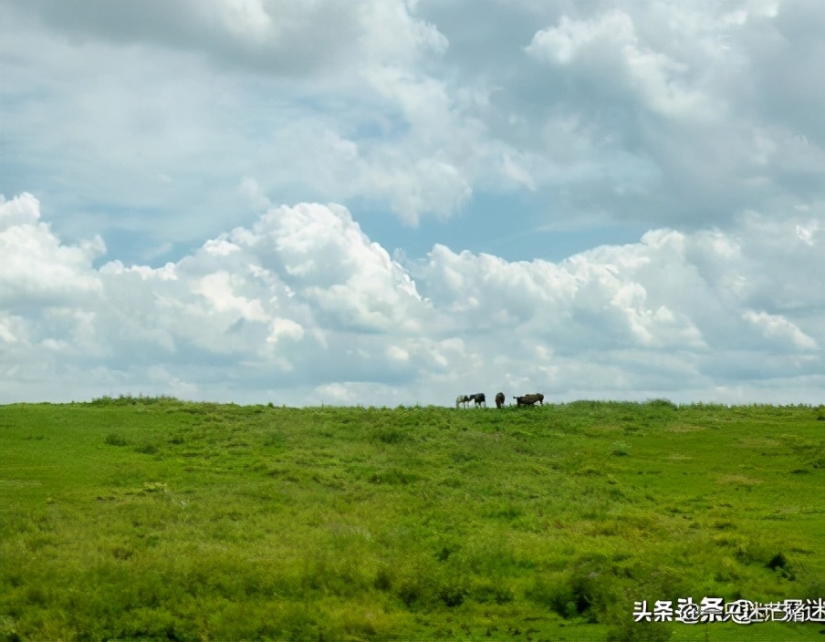 跟牛有关的传统文化,民俗文化中的牛阅读