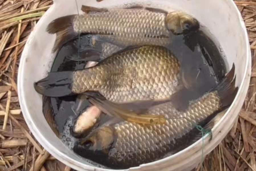 天气热大板鲫为什么钓不到了,气温高了传统钓就不行了