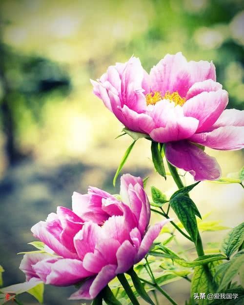 咏牡丹的经典诗词,历代牡丹诗