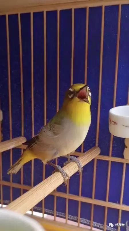 绣眼换毛期如何管理,红肋绣眼换毛从哪里开始的