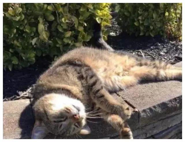 猫咪一年后还记得主人吗,猫咪还能记得原来的主人吗