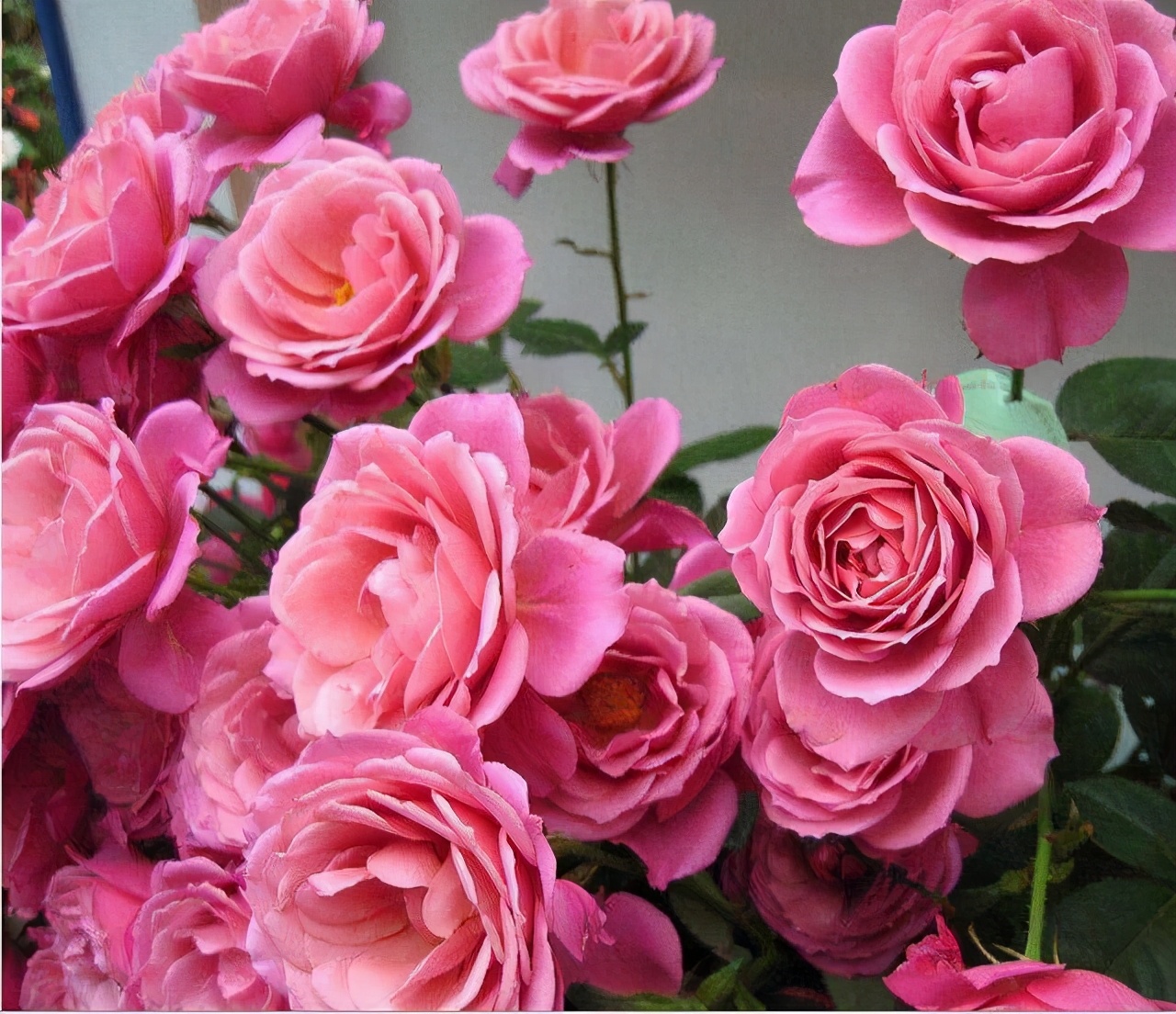 这些花“好看又好养”，不怕高温不怕晒，适合新手夏天养