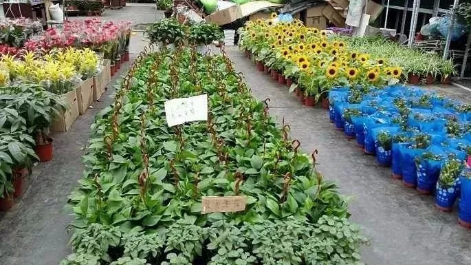 【FENG向】丰台花乡：匠人匠心，八百年打造京城里的″花花世界″