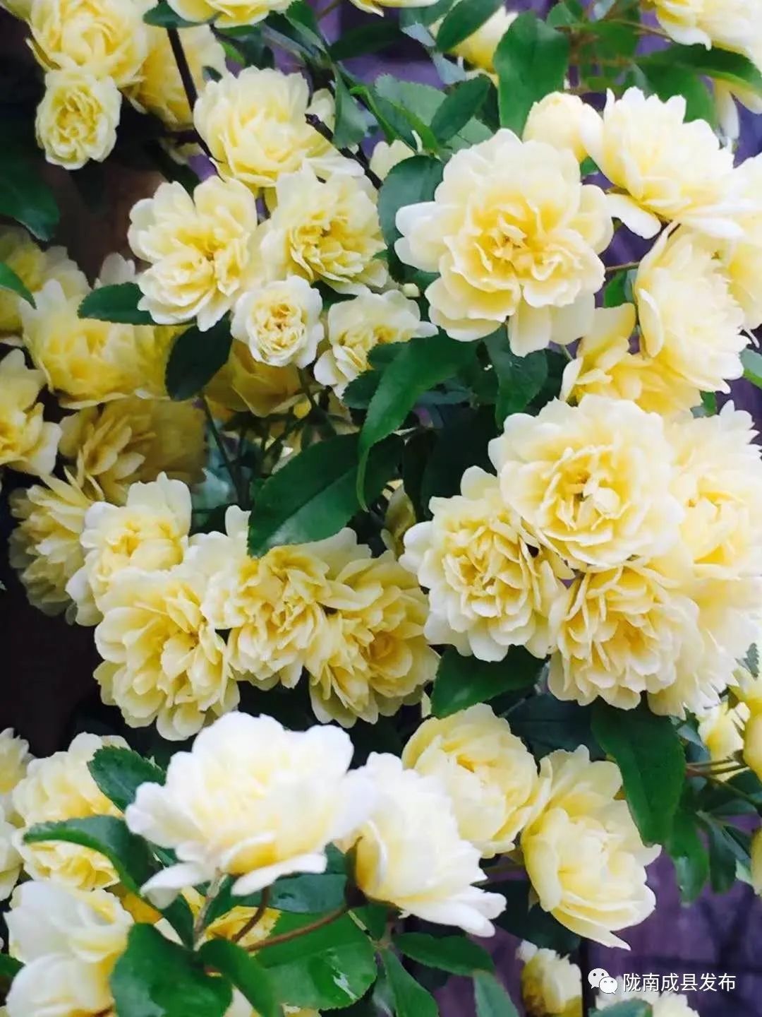 重逢——复苏的成州