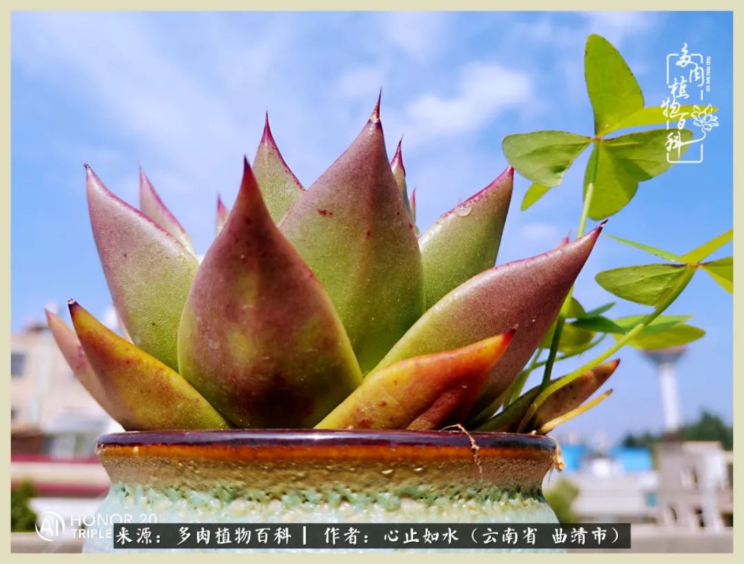 景德镇精品拇指多肉盆,轻奢多肉拇指盆3.5