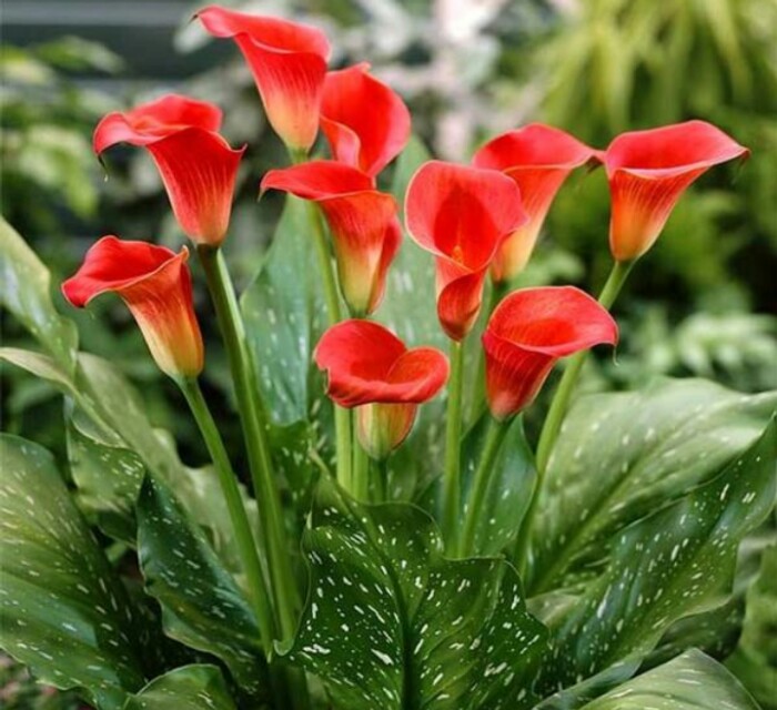 彩色马蹄莲怎么养爱开花图片,彩色马蹄莲夏季的养殖方法