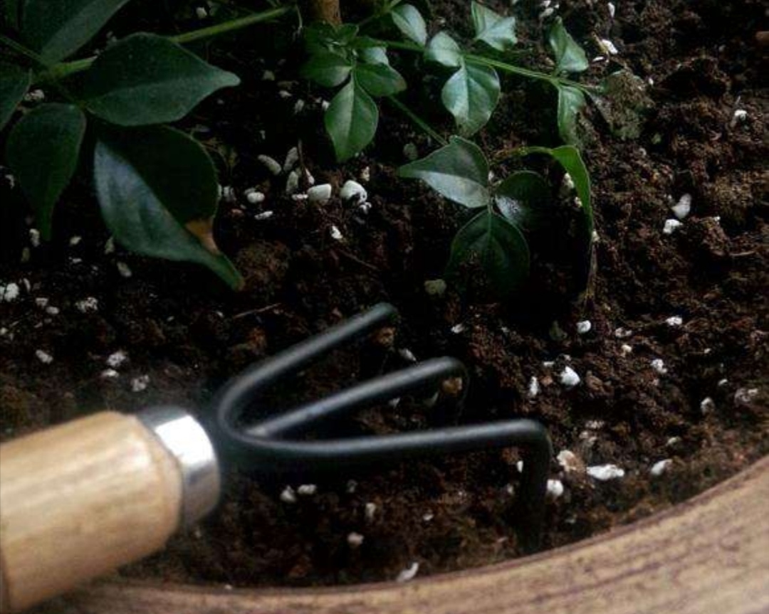 盆土浇水不积水的方法,土太硬了浇不透怎么办