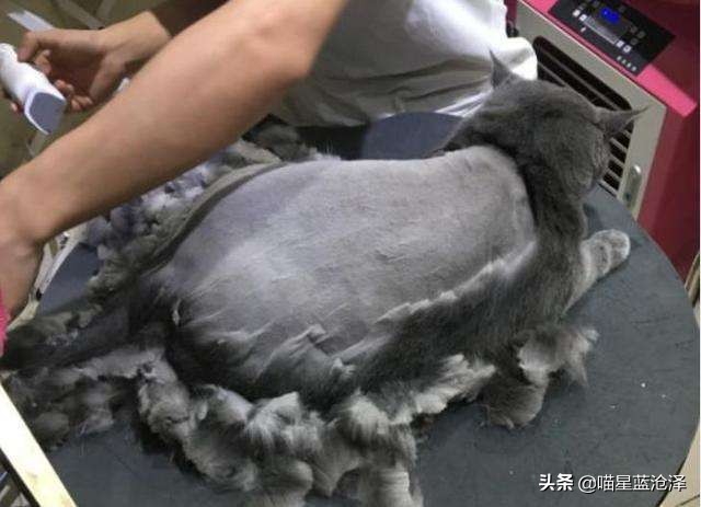 来看看英短蓝猫到底多可爱,英短蓝猫怎么才是正统