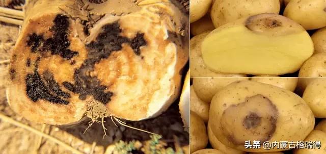 马铃薯豆角病害图谱,马铃薯病害图谱大全