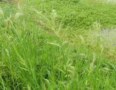 田里长草细看不是草,田间杂草的识别图片