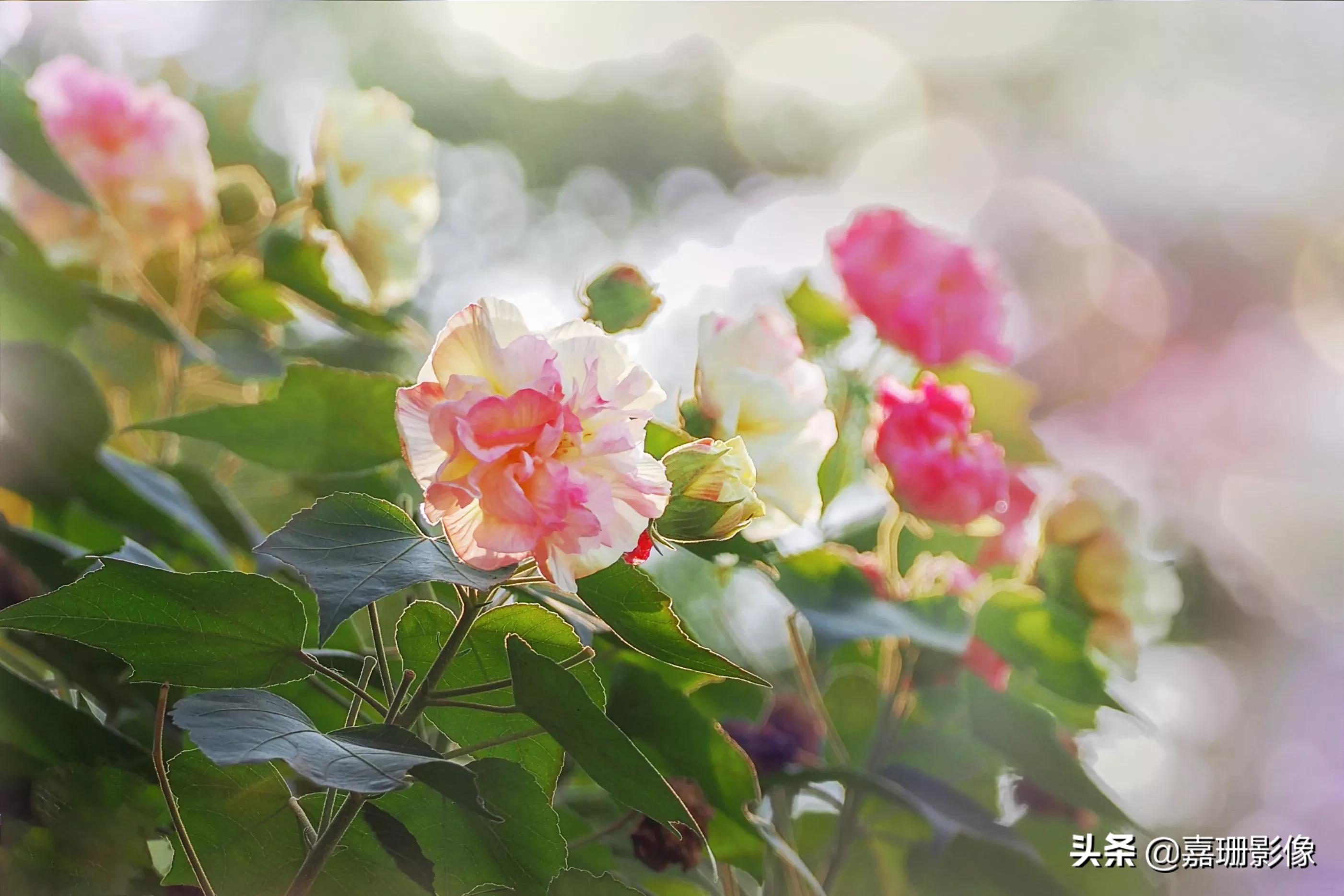 看看花容，听听花语2020年我镜头里的百种花卉