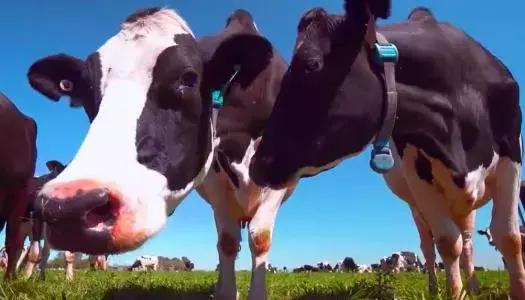 澳洲什么奶粉最好排行榜,澳洲无乳糖奶粉排行榜前十名