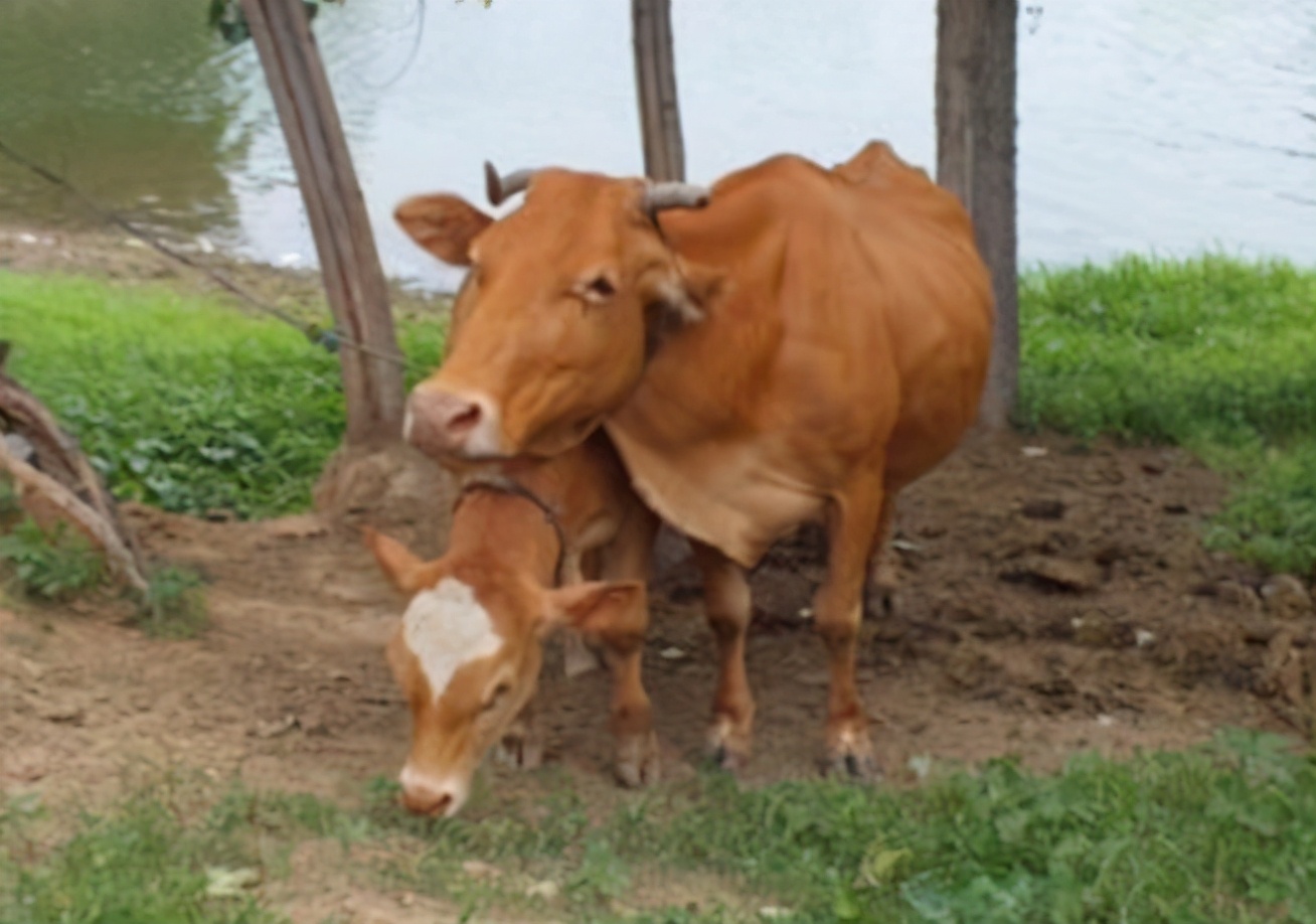 母牛流产的原因？母牛流产后怎么护理？这两种病要注意