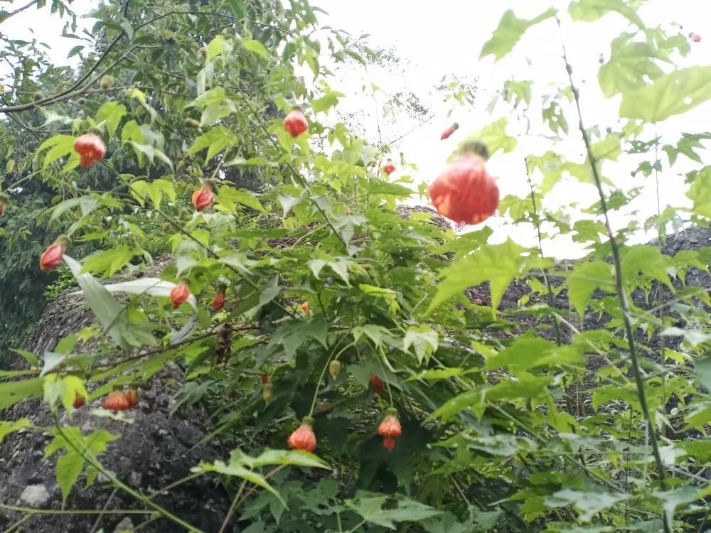 又是人间四月天踏青赏花正当时,正是人间芳菲时