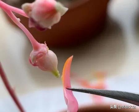 多肉开花了怎么办，多肉开花授粉收种子