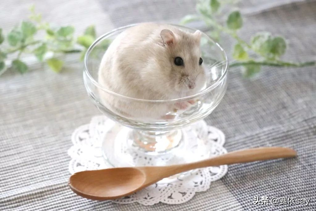 日本推主养了只小仓鼠，又团又圆的样子简直萌炸了！可爱到治愈！