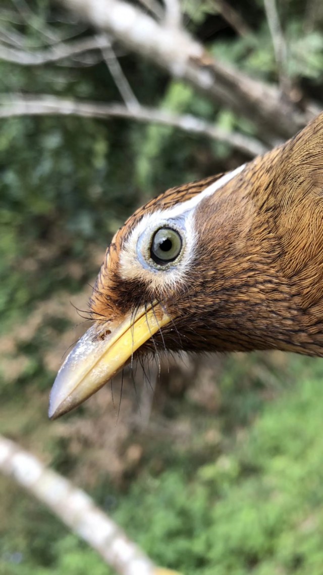 挑选生头画眉鸟,如何挑选画眉鸟饲料