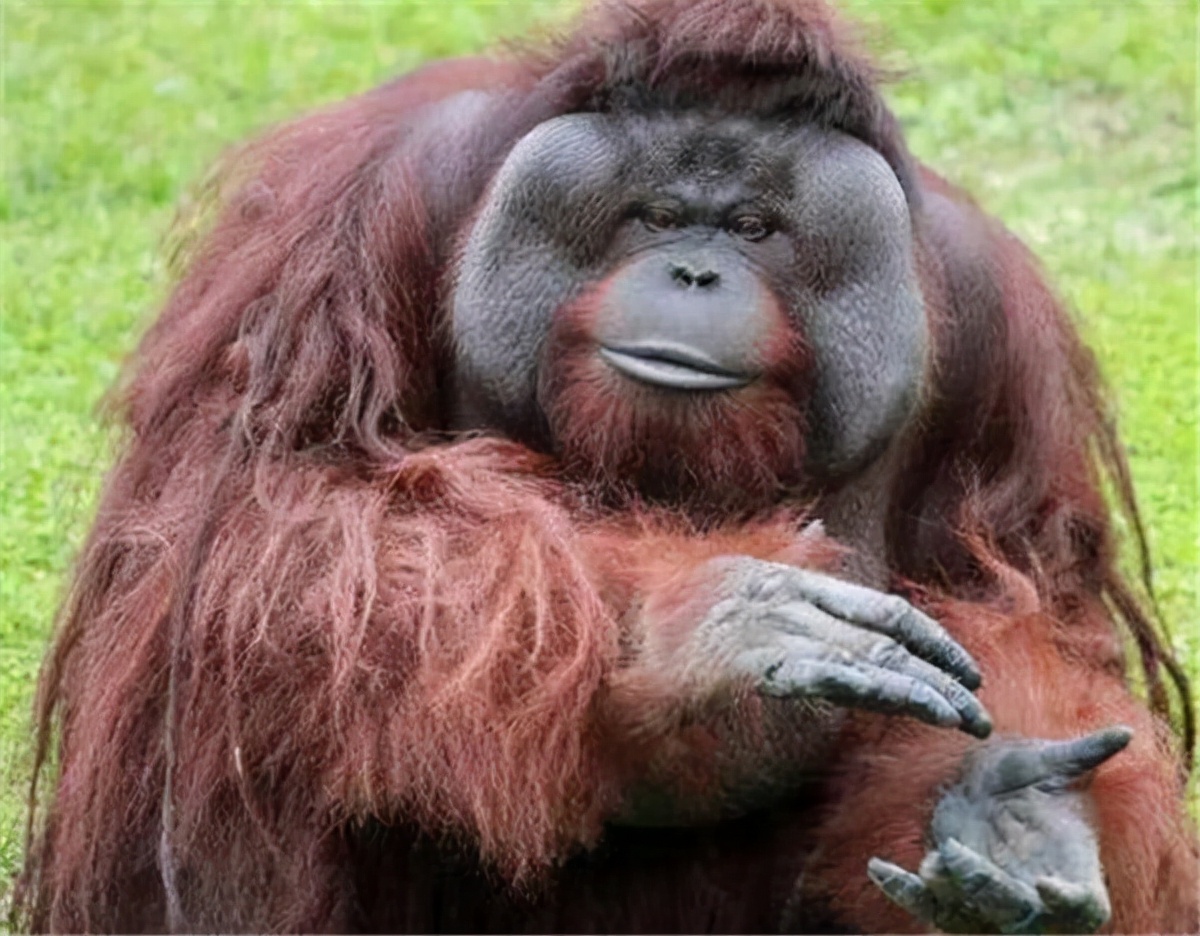 动物大猩猩深度解析,人科动物图谱