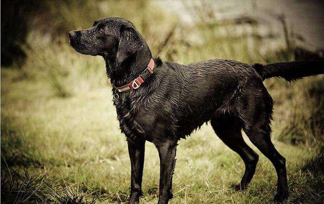 拉布拉多不听话训练视频,拉布拉多变天使