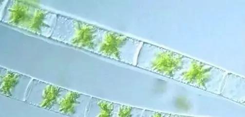 水产养殖业藻类的生命周期,水产养殖常见藻类植物