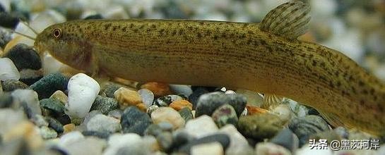 免费泥鳅养殖技术学习,室内泥鳅无土养殖技术