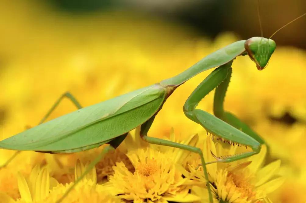芒种时节忙种田图片,芒种时节可以做什么