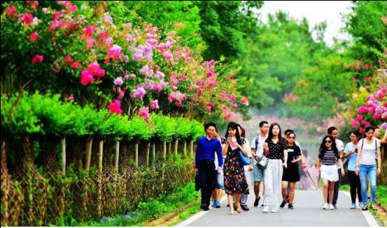 那片紫薇花海,点亮花语和盛的乡村振兴路