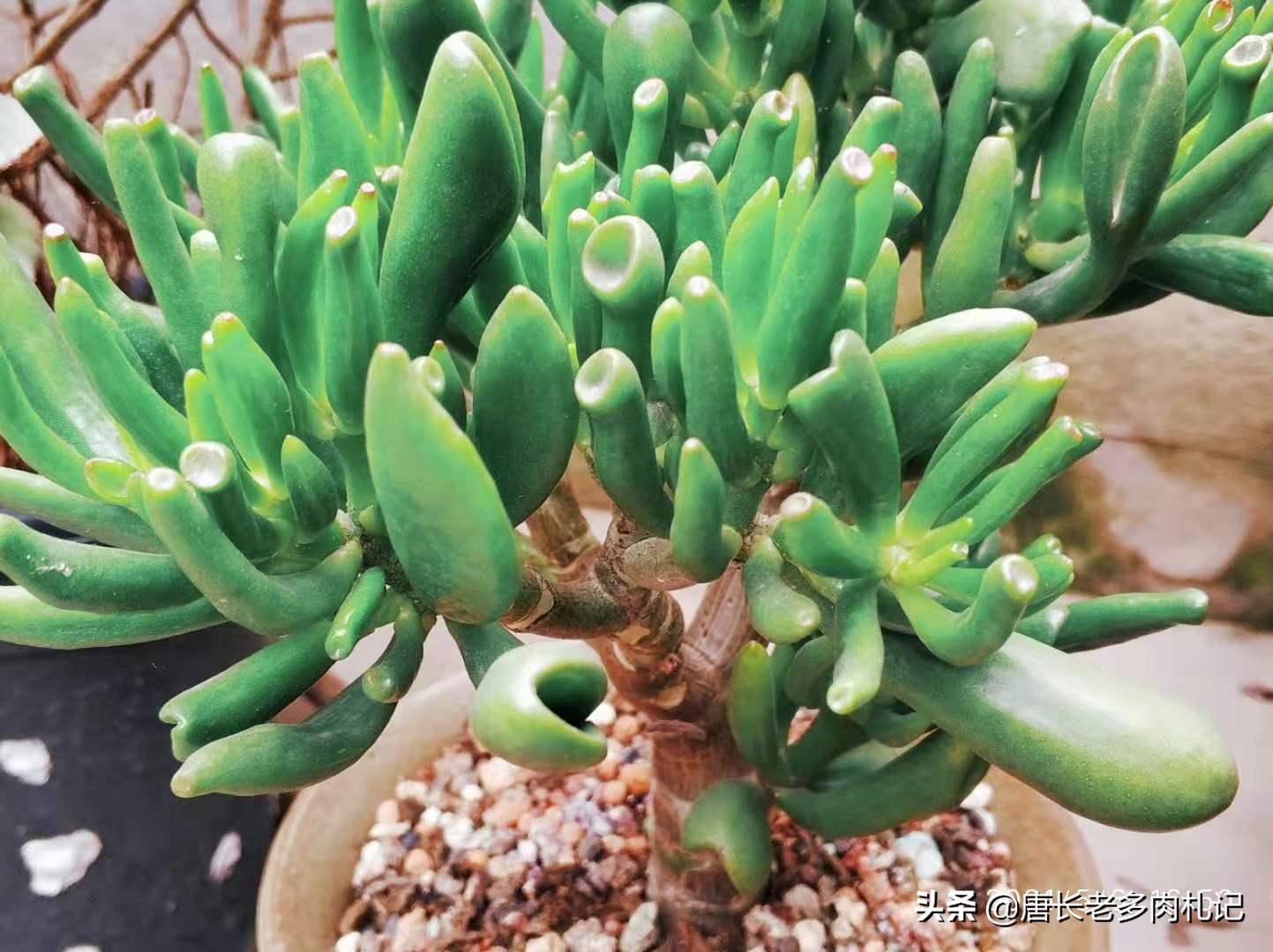 筒叶花月怎么繁育最好,铲叶花月多肉和吸财树多肉区别