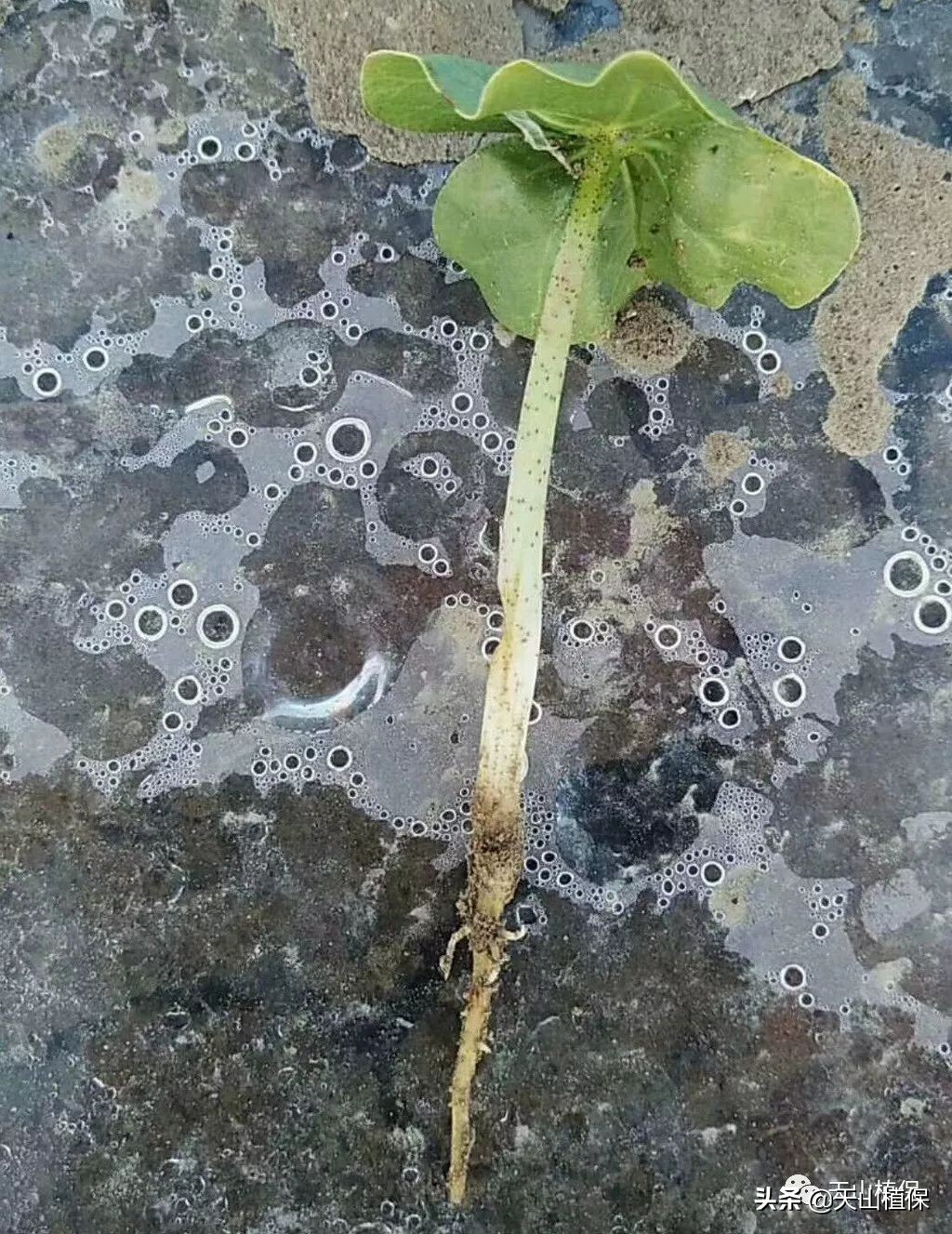 棉花黑根烂根用什么药最好,棉花根腐病的防治方法