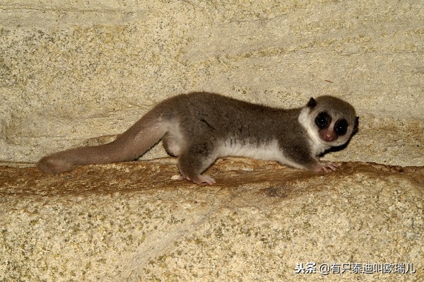 夜行馆动物重出「江湖」超萌「无脸男」准备与大家见面啰！