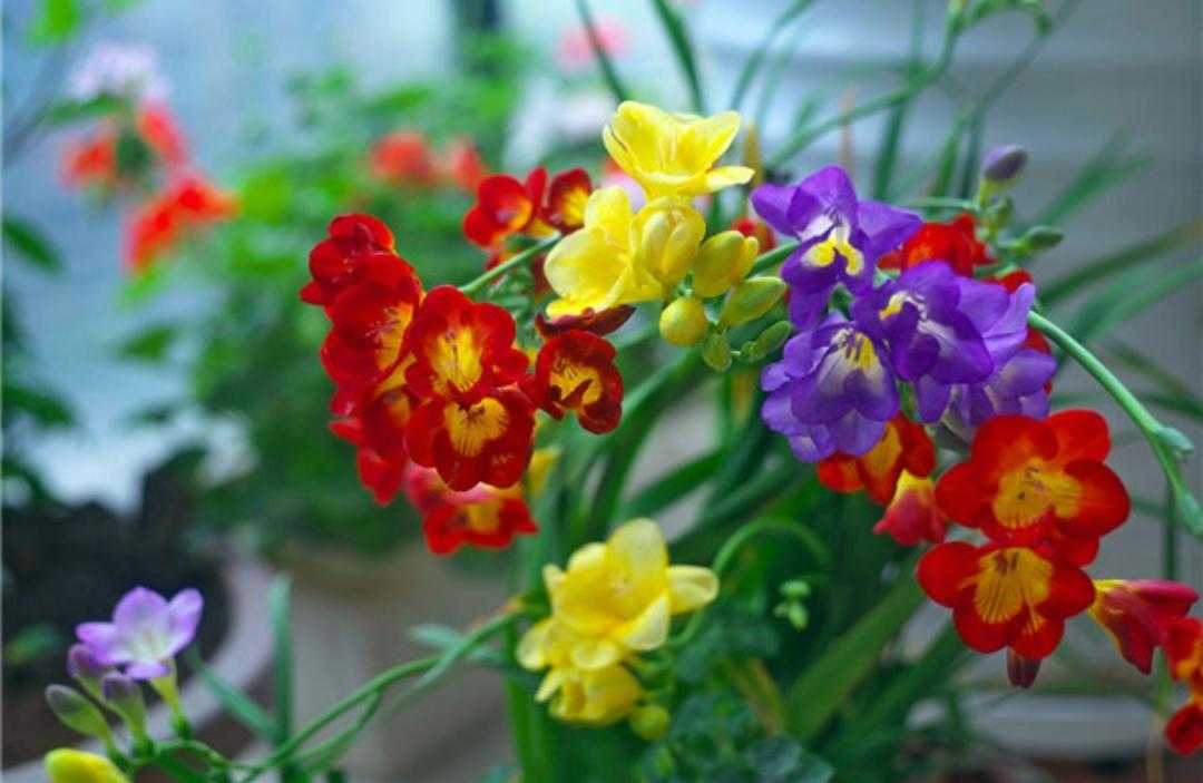 植物百科依兰花,香雪兰种植方法