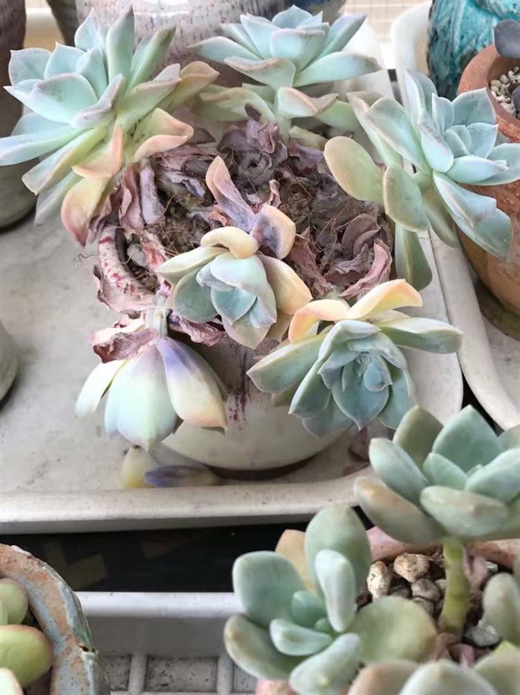 哪些多肉淋雨容易死,多肉怎么防止水腐病