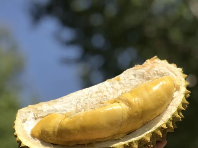 巴掌榴莲和甲仑榴莲哪个好,甲仑榴莲与金枕头榴莲口味