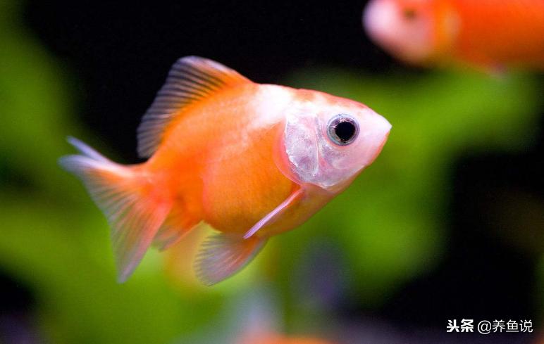 在网上买观赏鱼买大的还是小的,网上买观赏鱼合法吗