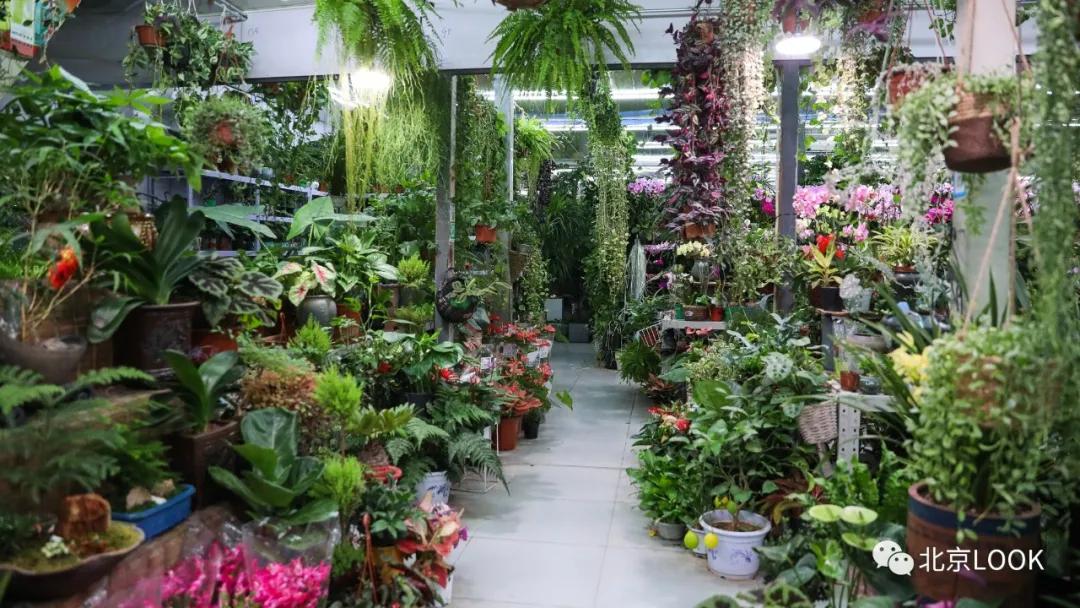 北京最大花市在哪,北京比较知名的花市有哪些