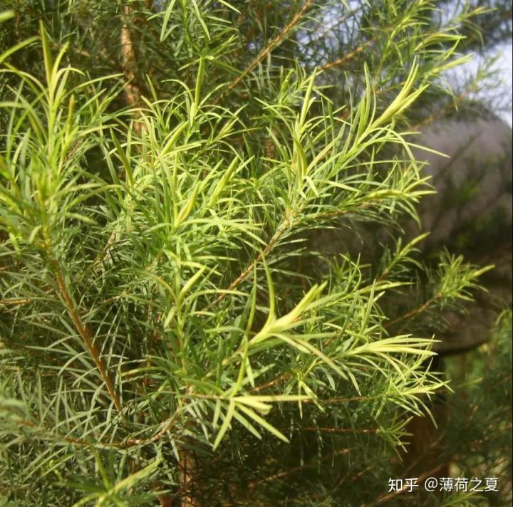 澳洲茶树提纯,澳洲茶树如何培育