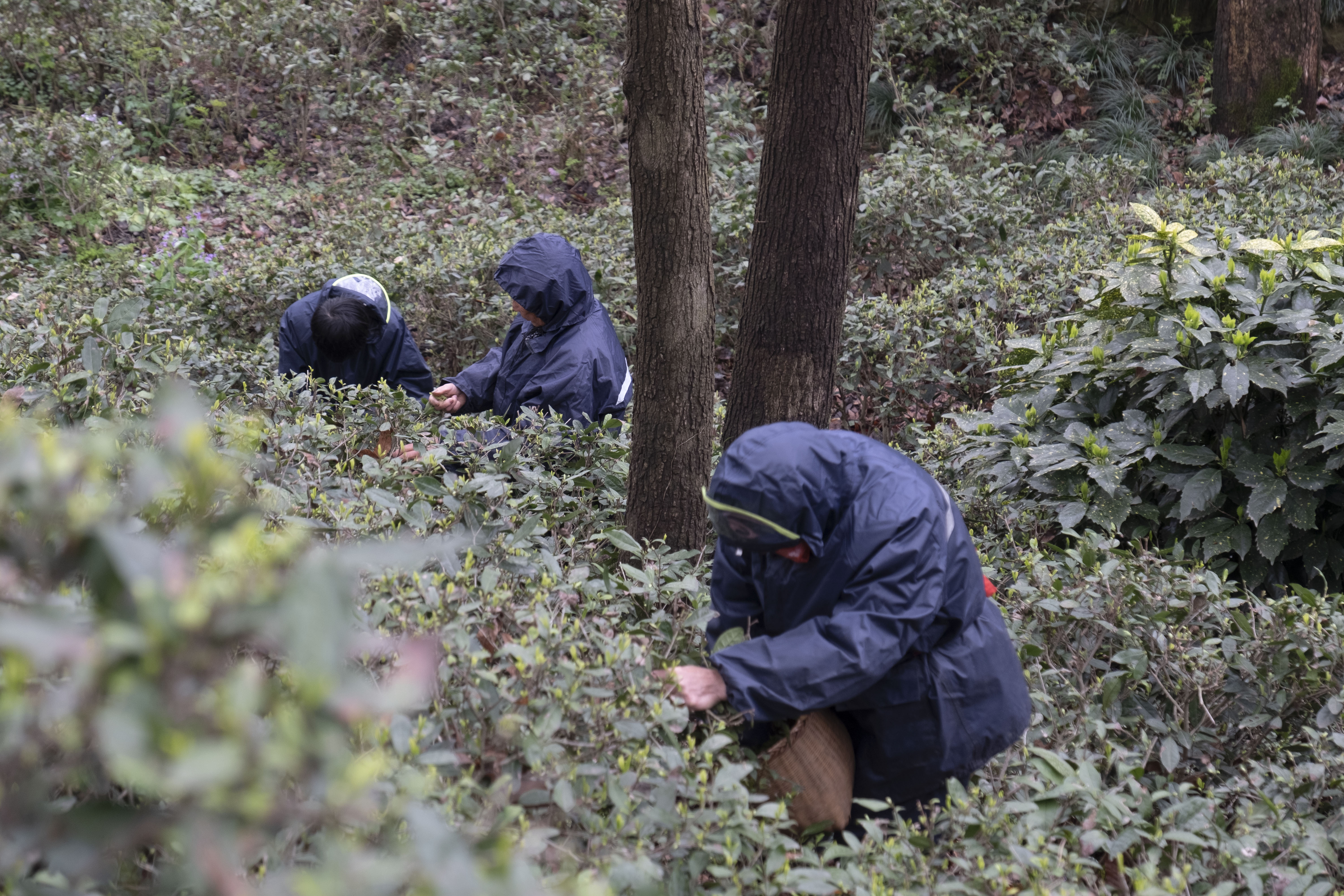 西湖龙井春茶季,龙井茶西湖明前春茶