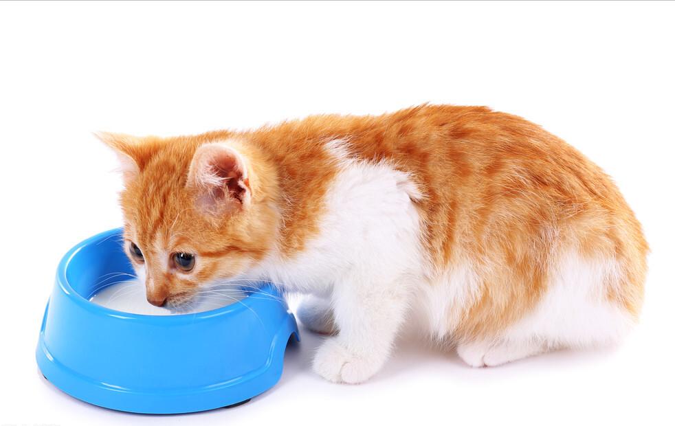 猫咪瘦是什么原因,猫咪太瘦了怎么办